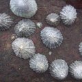 Sea Seashells 027