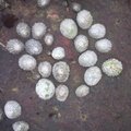 Sea Seashells 028