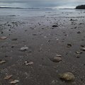 Sea Seashells 029