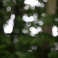 Bokeh 097