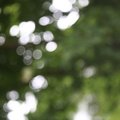 Bokeh 098