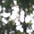 Bokeh 099