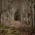 Bokeh 100