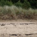 Sea Dunes 016