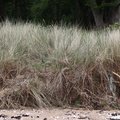 Sea Dunes 007