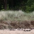 Sea Dunes 008