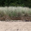 Sea Dunes 009