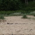 Sea Dunes 010