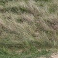 Sea Dunes 011