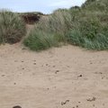 Sea Dunes 012