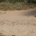 Sea Dunes 013