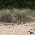 Sea Dunes 014