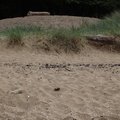 Sea Dunes 015