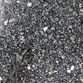 Sea Pebble 045