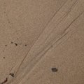 Sea Sand 042