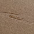 Sea Sand 036