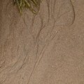 Sea Sand 037