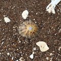 Sea Seashells 041