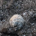 Sea Seashells 042