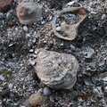 Sea Seashells 043