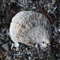 Sea Seashells 044