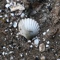 Sea Seashells 045