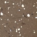 Sea Seashells 034