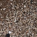 Sea Seashells 037