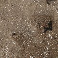 Sea Seashells 038