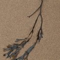 Sea Seaweed 034