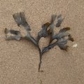 Sea Seaweed 026