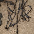 Sea Seaweed 029