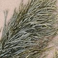 Sea Seaweed 030