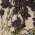 Sea Seaweed 031