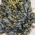 Sea Seaweed 032