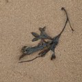 Sea Seaweed 033