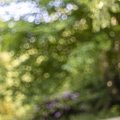 Bokeh 106
