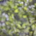 Bokeh 103