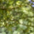 Bokeh 104
