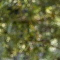 Bokeh 105