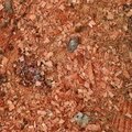 Debris Wood Chips 016