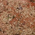 Debris Wood Chips 015
