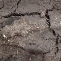 Soil Cracked 023