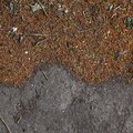 Soil Cracked 020