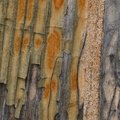 Wood Plywood 017