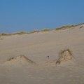 Sea Dunes 021