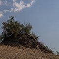 Sea Dunes 024