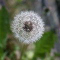 Nature Flowers 183