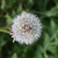Nature Flowers 184