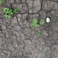 Soil Cracked 004